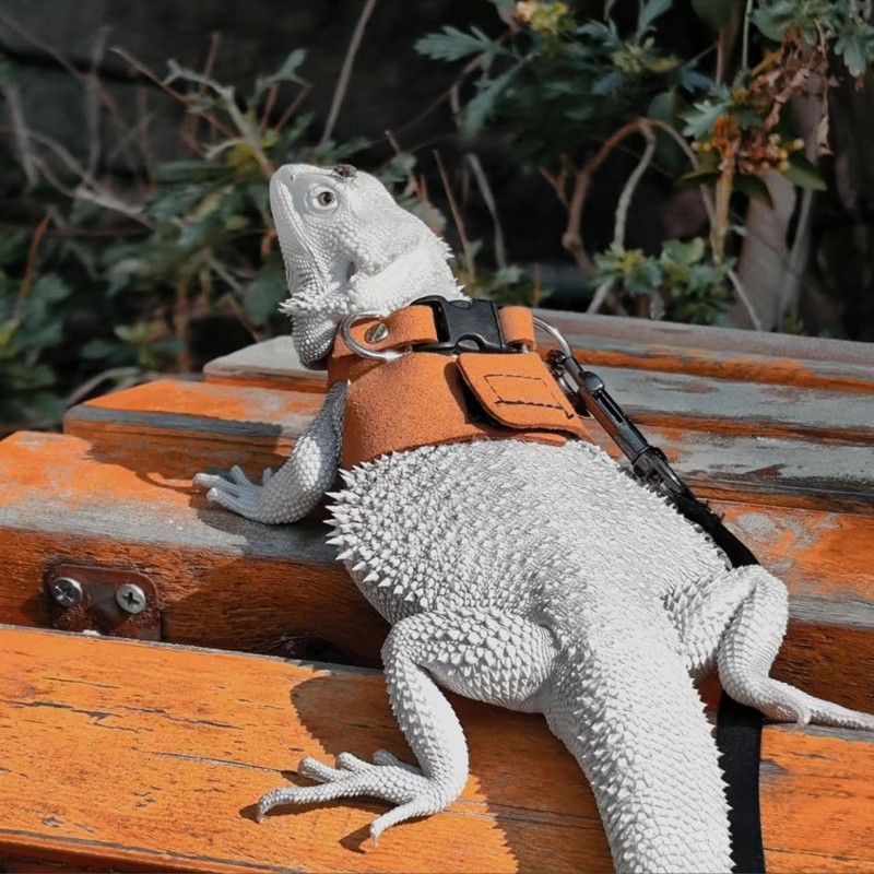 3 Pack Bearded Dragon Harness and Leash Set - Adjustable