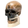 3B Scientific VP752/1 Crô-Magnon Anthropological Skull Model, 8.5" x 5.9"
