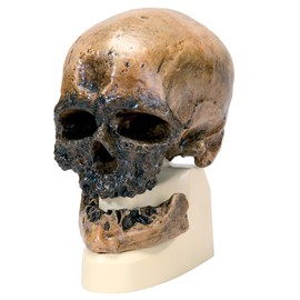 3B Scientific VP752/1 Crô-Magnon Anthropological Skull Model, 8.5" x 5.9" x 9.6"