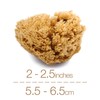 IntimateCare Sea Sponges. Natural, Absorbent, Biodegradable. Mediterranean Sponges in Plastic