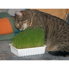 Catgrass Seeds- Herb- Your Cat Will Thank You- 300+ Seeds