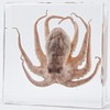 Real Octopus Specimen in Clear Resin Block – 3" x