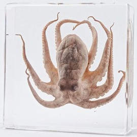 Real Octopus Specimen in Clear Resin Block – 3" x 3" x 1" – Preserved Marine Biology Display for Science Classrooms, STEM Education, Ocean Study & Unique Collectible Gifts