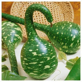 Everwilde Farms - 1 Oz Speckled Swan Gourd Seeds - Gold Vault
