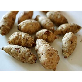 White Sunchoke - Jerusalem Artichoke Small Seed Tubers (Organic) Sunchokes (3 Tubers)
