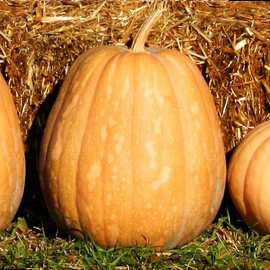 TomorrowSeeds - Dickinson Pumpkin Seeds - 60+ Count Packet - for 2024 (Kentucky Field) Tan Patch Pumpkins Butternut Winter Squash Vegetable Seed