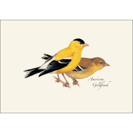 Earth Sky + Water - American Goldfinch Notecard Set - 8 Blank Cards with Envelopes