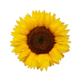 Beautiful Full Color Yellow Sunflower Sticker USA Made Decal Car Truck Window Bumper Wall (4" x 4")