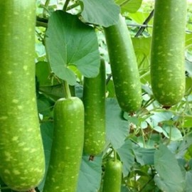 4 Pack x 26 Seeds - Long Bottle Gourd Seeds for Planting - Calabash Or Opo Squash Seeds | White-Flowered Gourd Squash Lauki Doodhi Seeds | Lauki Or Dudhi Sponge Gourd Cucuzza Seeds