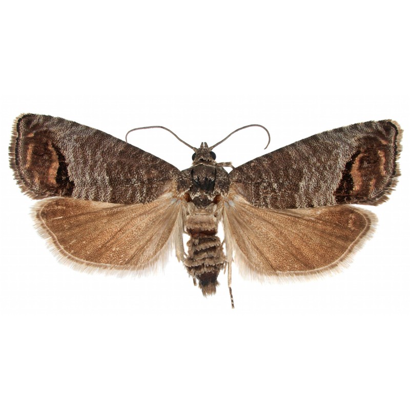 VivaTrap VT-106 Codling + Oriental Fruit Moth Trap & Lure