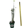 Dwarf Egyptian Papyrus - Cyperus isocladus - Non-Invasive - Indoor