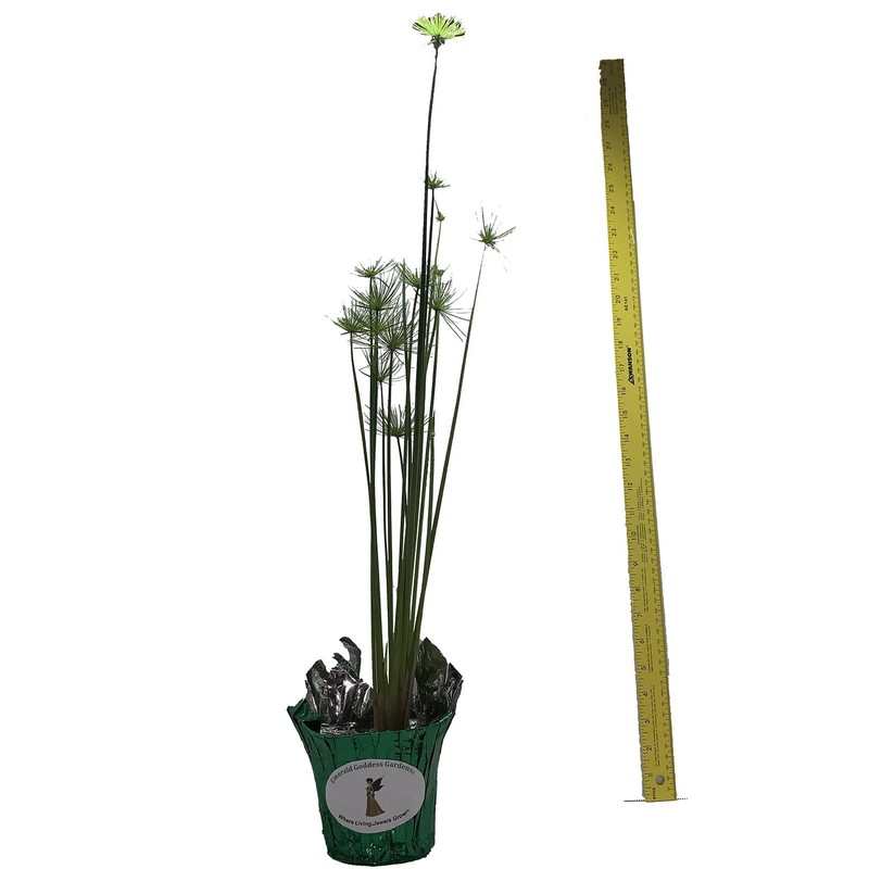 Dwarf Egyptian Papyrus - Cyperus isocladus - Non-Invasive - Indoor