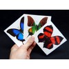 Large Butterfly Temporary Tattoos by Butterfly Utopia (12 Sheets)