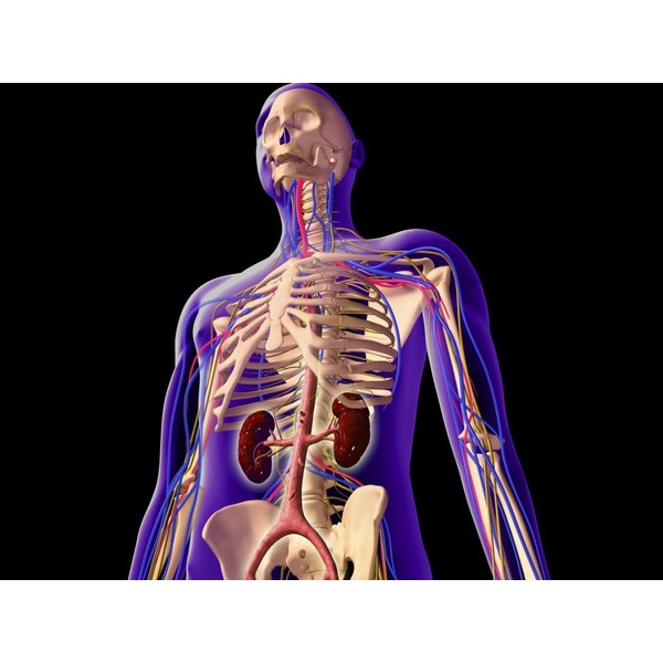 Posterazzi Transparent view of human body showing kidney and skeletal