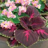 Outsidepride Coleus Kong Red - 20 Seeds