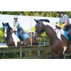 Woof Wear General Purpose Saddle Cloth Turquoise