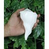 ASHIRWAD Dakshinavarti Original Shankh Valampuri Sangu Lakshmi Shankh Conch Shell