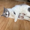 SPOT Flat Mouse Frankie with Catnip - Cat Toy, Fuzzy