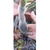 Cactus Hairy Rodger Cactus Rooted plant Engelmanni car beoskowitzii Snow