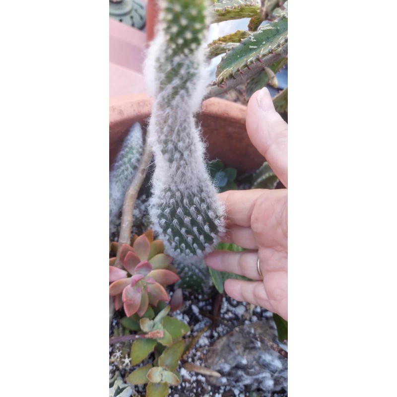 Cactus Hairy Rodger Cactus Rooted plant Engelmanni car beoskowitzii Snow