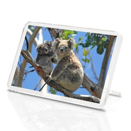 Mother Baby Koala Bear Classic Fridge Magnet - Cute Animal Wildlife Gift #15832