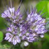 Buy Rare Seeds Mentha pulegium | English Pennyroyal | 100_Seeds