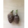 Taro 2 Sprouted Taro Root Bulbs Elephant Ear Live Plant