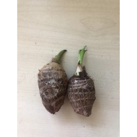 Taro 2 Sprouted Taro Root Bulbs Elephant Ear Live Plant Ready To Plant
