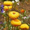 Outsidepride Helichrysum Yellow - 10000 Seeds
