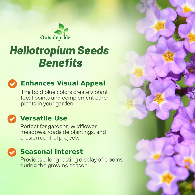 Outsidepride Marine Heliotropium Seeds - 1000 Pcs. Perennial, Easy to