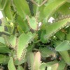 Leopard Mother of Thousands Kalanchoe Daigremontiana Alligator Plant FG