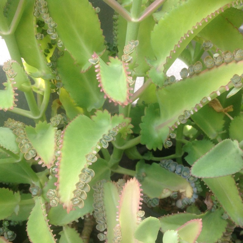 Leopard Mother of Thousands Kalanchoe Daigremontiana Alligator Plant FG