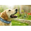 Dog Collars for Small Medium & Large Dogs Stocking Stuffer