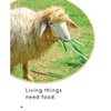 What Do Living Things Need?