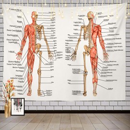 Batmerry Skeleton Science Tapestry, Body Human Skeleton Anatomy Backbone Biology Board Bone Picnic Mat Hippie Trippy Tapestry Wall Art Decor for Bedroom Living Room, 59.1 x 82.7 Inches, Human Anatomy