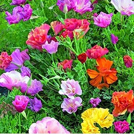 Poppy California Mission Bells Nice Garden Flower by Seed Kingdom BULK 25,000 Seeds