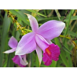 Hawaiian Tropical Bamboo Orchid Plant 2 Rooted Bulbs ~ Grow Hawaii