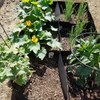 TOOPONE Fabric Garden Bed, 3 x 6 Feet, 8 Grid
