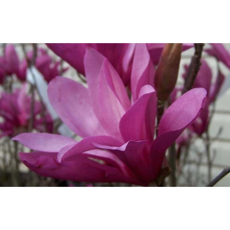 Tree Ann Magnolia Tree/Shrub - 6-12" Tall Live Plant -