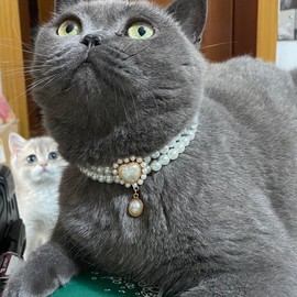 RayMinsino Dog Pearl Collar Jewelry with Sparkling Gemstone Pet Wedding Collar Pet cat and Puppy Costume Accessories