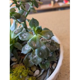 Plant Disease Control Spray – Natural Fungicide with Thyme Oil – Prevents Powdery Mildew, Botrytis, Anthracnose & More – Safe for Indoor/Outdoor Use – Family & Pet Friendly – 16oz