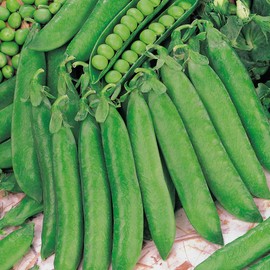 Suttons - Pea Seeds - Hurst Greenshaft