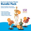 Learning Resources Anatomy Models Bundle Set - Skeleton and Physiology,