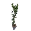 Green Mountain Boxwood - 3 Live Plants - Buxus -