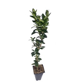 Green Mountain Boxwood - 3 Live Plants - Buxus - Fast Growing Cold Hardy Formal Evergreen Shrub