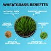 Wheatgrass Seeds | Non GMO | Grown in USA Wheat
