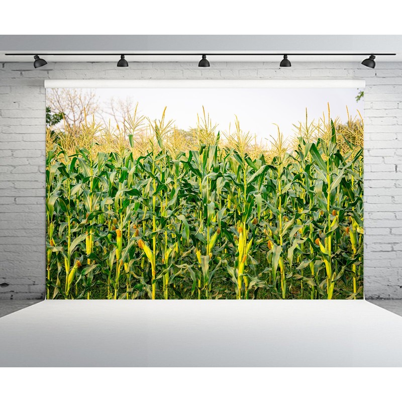 CHNYWORK 15x8ft Cornfield Backdrop Autumn Green Corn Field Corn Stalks