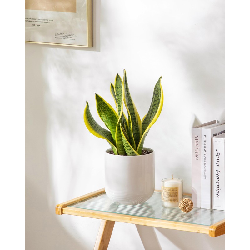 vancasso 6 Inch Ceramic Plant Pots, Planters with Drainage Hole,