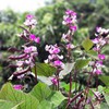 Outsidepride Hyacinth Bean - 200 Seeds