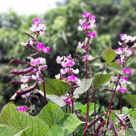 Outsidepride Hyacinth Bean - 200 Seeds